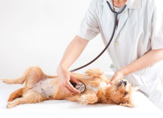 Cele mai bune 10 carti despre medicina veterinara