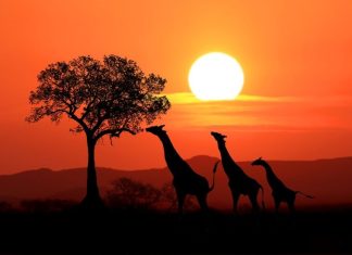 15 romane despre Africa de citit