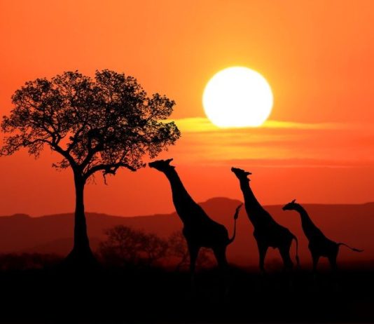 15 romane despre Africa de citit